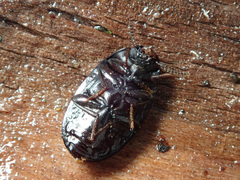 Platydema violacea