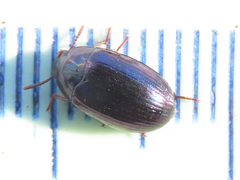 Platydema violacea