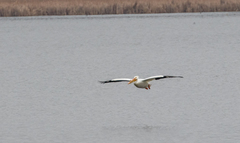 Pelecanus erythrorhynchos