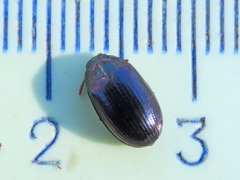 Platydema violacea