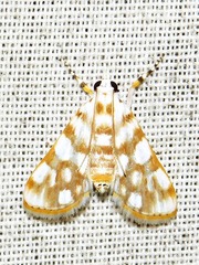 Obtusipalpis pardalis