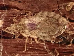 Aradus obtectus