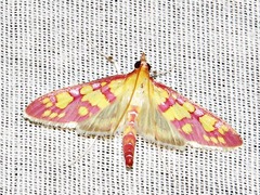 Stenochora lancinalis