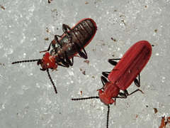 Cucujus cinnaberinus