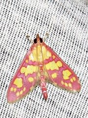 Stenochora lancinalis