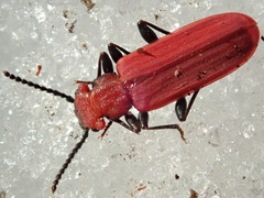 Cucujus cinnaberinus