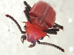 Cucujus cinnaberinus