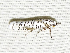 Yponomeuta strigillatus