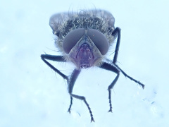 Pollenia rudis