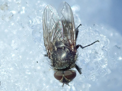 Pollenia rudis