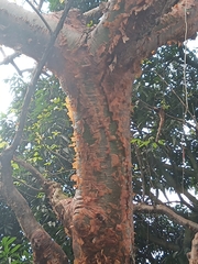 Bursera simaruba