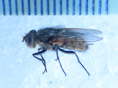 Pollenia rudis