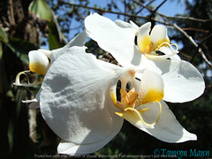 Phalaenopsis amabilis