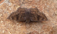 Nisoniades macarius