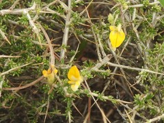 Aspalathus juniperina