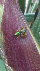 Paraphidippus aurantius