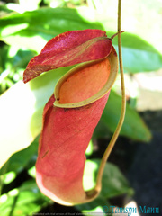 Nepenthes mirabilis