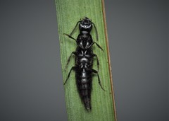 Quedius cinctus