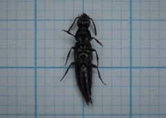 Quedius cinctus