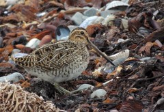 Gallinago magellanica