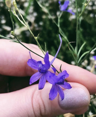 Delphinium consolida paniculatum