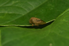 Metcalfiella