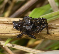 Trachytettix bufo bufo