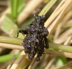 Trachytettix bufo bufo