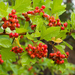 Crataegus dahurica - Photo (c) naturalisttt, some rights reserved (CC BY-NC), uploaded by naturalisttt