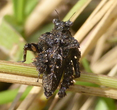 Trachytettix bufo bufo