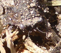Trachytettix bufo bufo