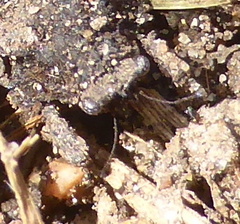 Trachytettix bufo bufo