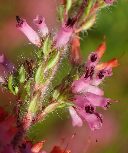 Image of Erica longimontana by (c) Nicola van Berkel, some rights reserved (CC BY-SA)