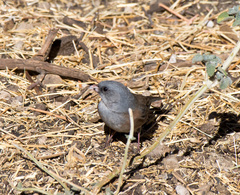 Junco hyemalis mearnsi