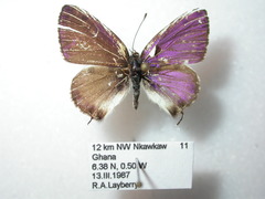 Uranothauma cyara stactalla