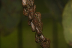 Metcalfiella