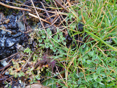 Triphysaria versicolor