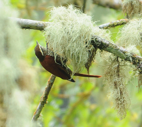 Margarornis squamiger