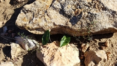 Arisarum