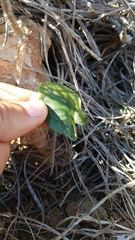 Arisarum