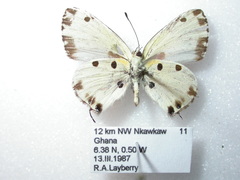 Uranothauma cyara stactalla
