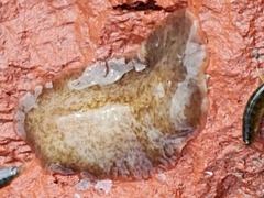 Notocomplana
