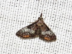 Rhynchopaschia melanolopha