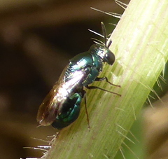 Holophris