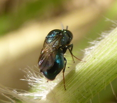 Holophris