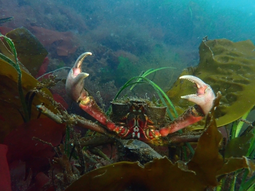 Northern Kelp Crab, photo 2 of 8