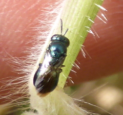 Holophris