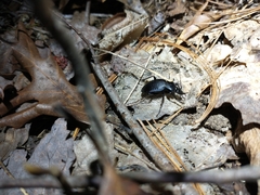 Carabus goryi