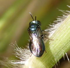 Holophris