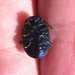 Chrysolina auripennis